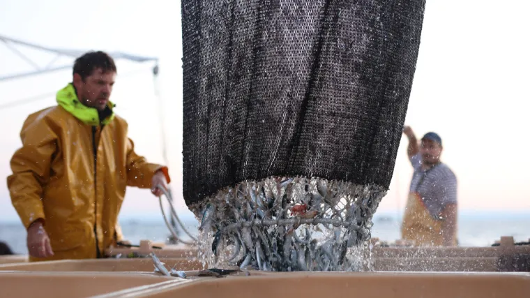 Super hrana iz Jadrana