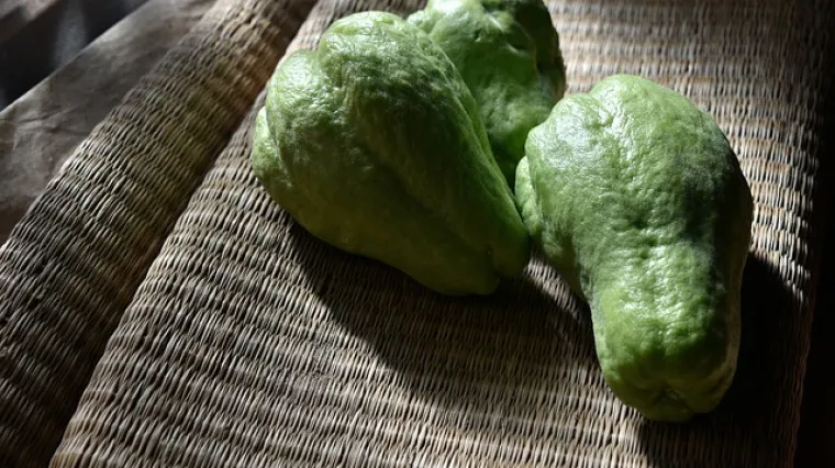 Kako pripremiti čajot? Ukusna jela s čajotom koja morate probati