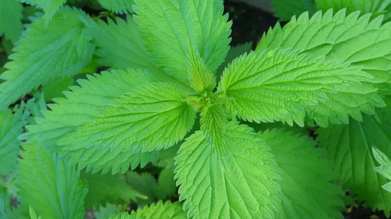 Neka kopriva nađe mjesto na vašem jelovniku - pripremite ukusna jela od koprive