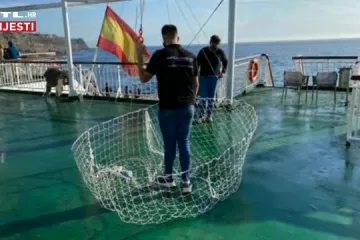 Tri psa su već tjednima zatočena blizu vulkana: 'Ovo je prvi put da se životinju spašava dronom, tjednima jedu malo'