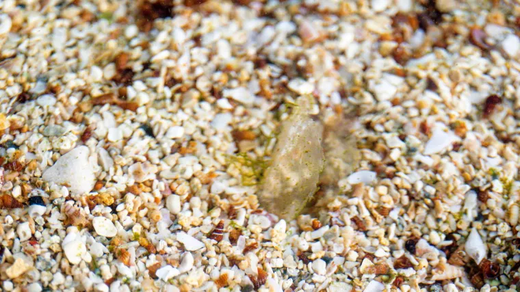 Čudo na Malom Lošinju! Pronađena mala plemenita periska, dobila je i ime - Luce