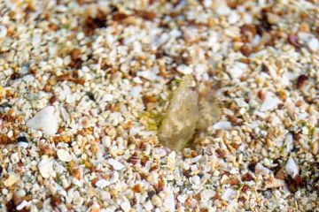 Čudo na Malom Lošinju! Pronađena mala plemenita periska, dobila je i ime - Luce