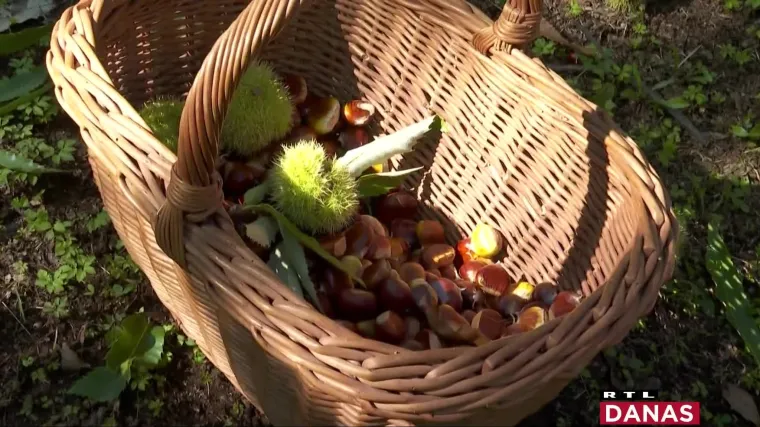 Maruni su spasili Lovran. Ali, ove godine zbog su&scaron;e urod je pao na 20%! Provjerili smo &scaron;to je s marunima i Marunadom