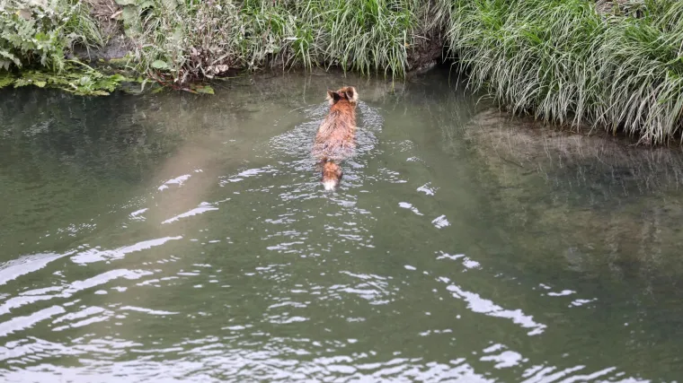 Lisca kojega su prona&scaron;li na izmaku u bazenu s otpadnim uljem, pustili na slobodu. Donosimo dirljive fotografije