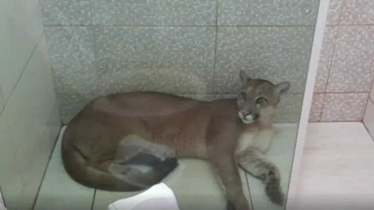 VIDEO Prona&scaron;li u svojoj kupaonici pumu koja je u grad do&scaron;la tražiti hranu