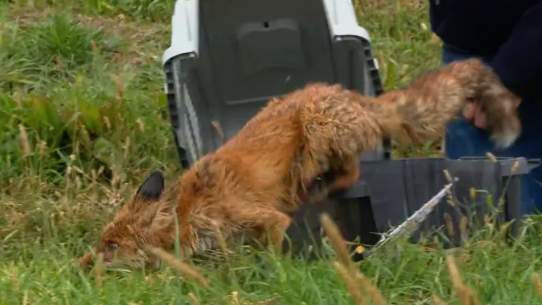 Ekipa RTL-a Danas sudjelovala u pu&scaron;tanju lisca koji je pronađen u bazenu s uljem u prirodu