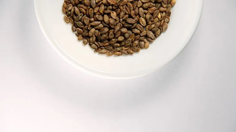 Pripremite ječam na salatu, kao juhu ili kao ka&scaron;u