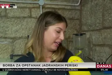 Dobre vijesti za Jadran: Pronađena još jedna beba periska, prebačena je u pulski vrtić
