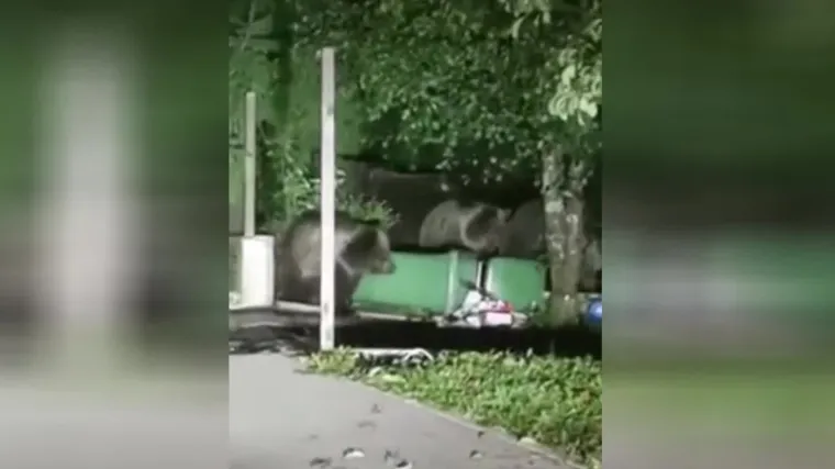 U Delnicama je u &scaron;etnji ulicama snimljena jedna medvjeđa obitelj. &Scaron;to su radili? Pogledajte u prilogu