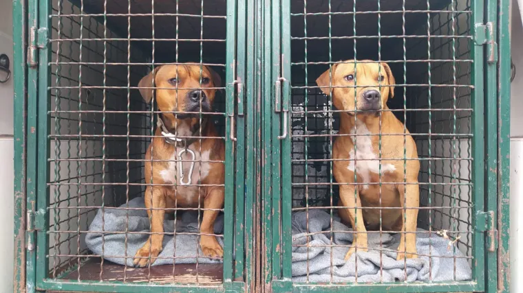 VIDEO Ovo su psi koji su te&scaron;ko ozlijedili staricu i odgrizli joj prst: 'Prilično su prepla&scaron;eni i oprezni'