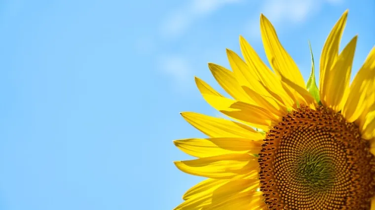 Kako osu&scaron;iti cvijet suncokreta?