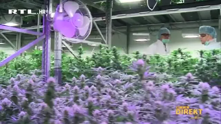 CBD se legalno prodaje na kiosku, u automatima i trgovinama, a zbog majice s listom marihuanom možete na sud