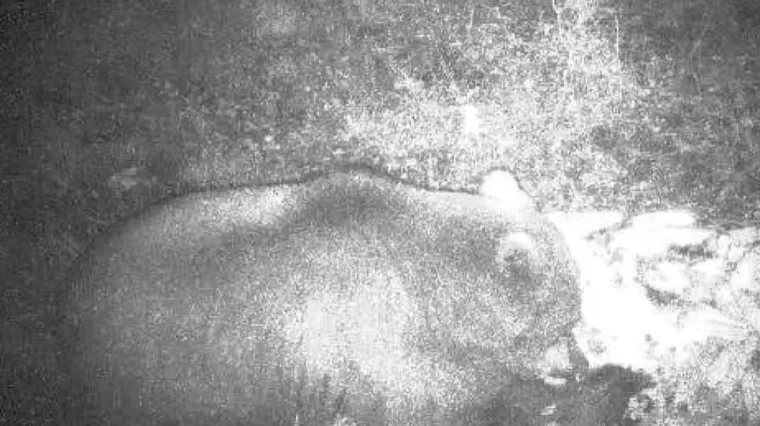 Medvjed u kampu &scaron;okirao strane turiste: Spavali su u &scaron;atoru onda ih je probudila zvijer