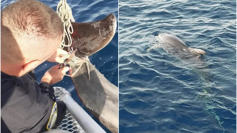 Splitski policajci spasili dupina: Nije mogao slobodno plivati zbog konopaca