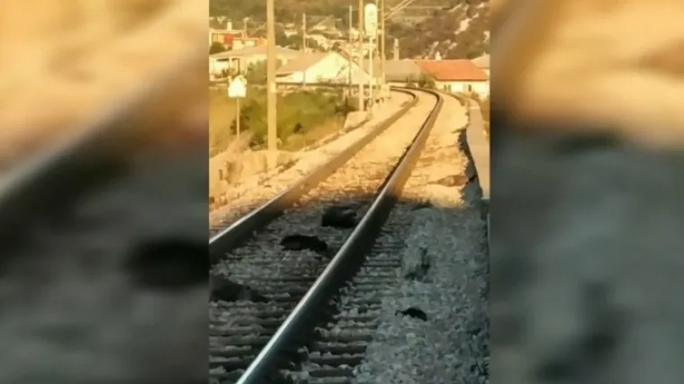 Snimka iz Rijeke s 12 divljih svinja koje prelaze prugu obi&scaron;la je i nasmijala Hrvatsku: No nova snimka mnoge je rastužila