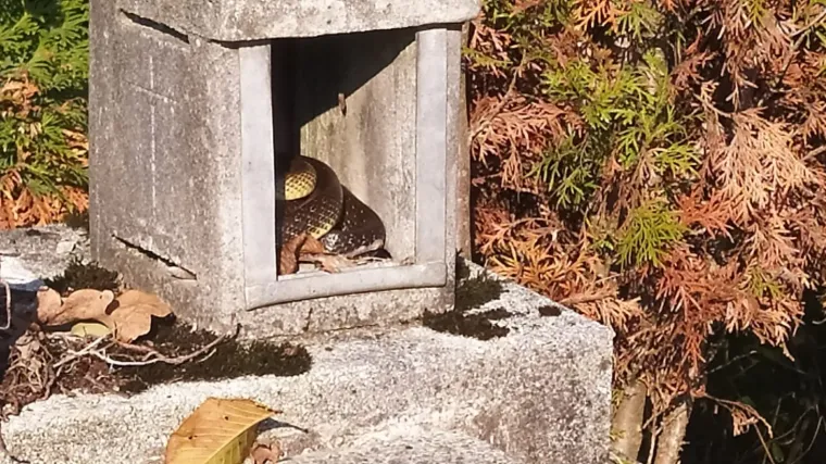 Na jednom grobu na Mirogoju prona&scaron;li zmiju: 'Zavukla se u prostor za svijeću na jednom zapu&scaron;tenom grobnom mjestu'