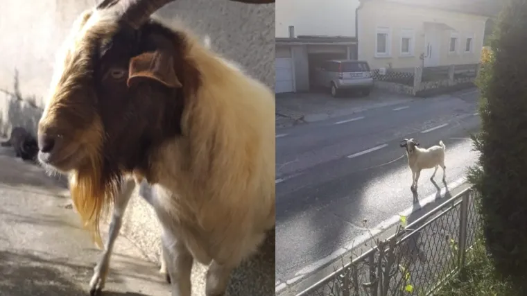 Stanovnike malog mjesta terorizirao je jedan jarac, no prava je drama nastala tek kada je životinja nestala