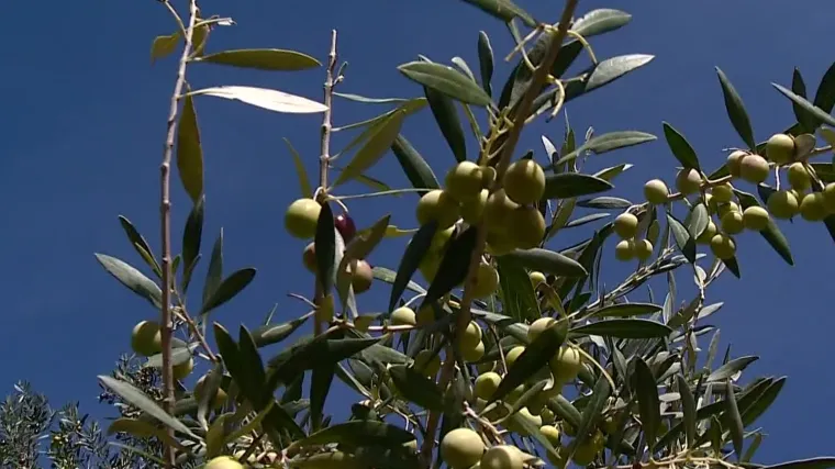 Ove godine brojnim će maslinarima bačve ostati suhe. Urod u maslinicima na jugu i do pet puta je slabiji nego inače
