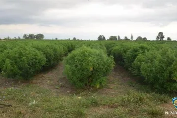 Na državnom zemljištu trebali posaditi industrijsku konoplju; napravili valjda  najveću plantažu marihuane u Hrvatskoj