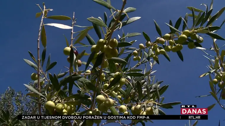 Ove godine brojnim će maslinarima bačve ostati suhe. Urod u maslinicima na jugu i do pet puta je slabiji nego inače