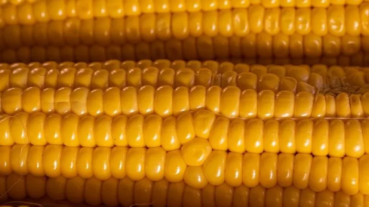 Koliko se kuha kukuruz iz konzerve?