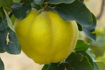 Kako jednostavno napraviti sočan džem od dunja?