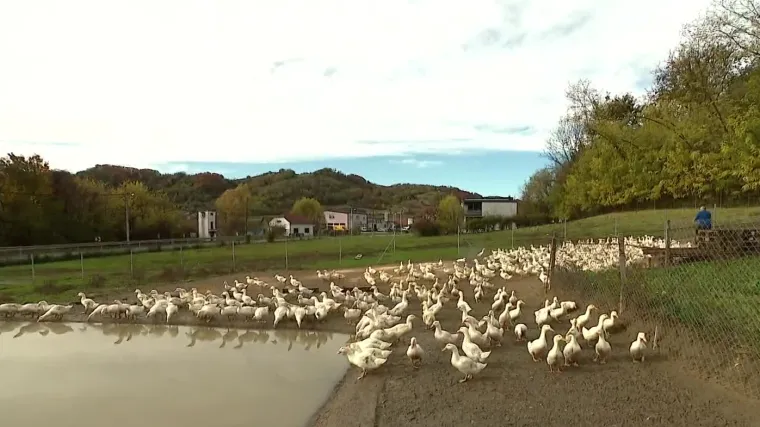 Purica za Božić, odojak za Novu godinu, no jeste li znali koje su životinje na meniju idući tjedan za Martinje?