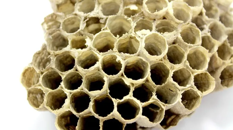 Zanimljivosti o propolisu koje sigurno niste znali