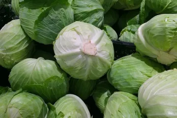 Kiseljenje glavica kupusa idealno jelo za zimske dane