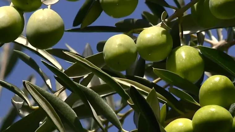 'Za litru ulja trebalo mi je 7,5 kila maslina', kaže Viranin. Jesu li ki&scaron;e presudile maslinovom ulju ove godine?