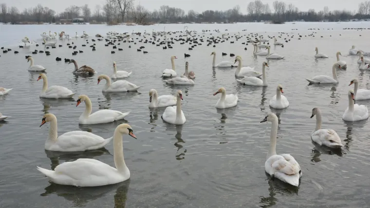 Potvrđen slučaj ptičje gripe uz hrvatsku granicu: Uvedene su mjere na zaraženom području, Ministarstvo pozvalo na oprez