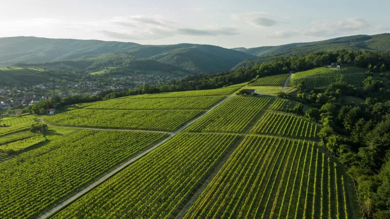 Mlada Gra&scaron;evina berbe 2021. &ndash; spremna za Martinje