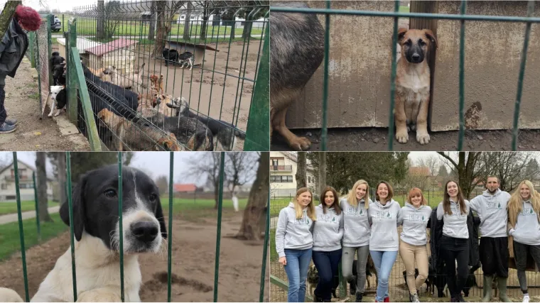 Kao mala je zbog pasa dobivala batine, sada ih u dvori&scaron;tu imaju 70-ak: 'Sve je krenulo spontano&hellip;'