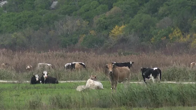 Direkt u dolini Neretve doznao &scaron;to je ujedinilo lovce i Prijatelje životinja: 'Stoka preuzima hajdučki sistem ratovanja'