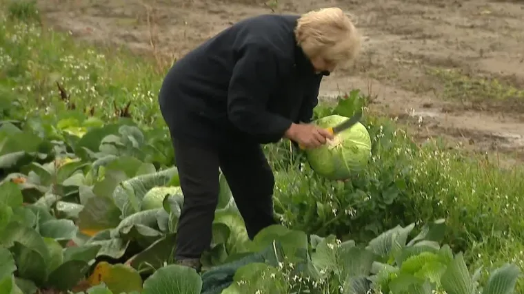 Pri kraju je berba zelja, su&scaron;a je smanjila urod za 10 posto, ali na ovom gospodarstvu proizvedu 100 tona godi&scaron;nje!
