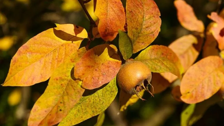 Koje je najbolje vrijeme za berbu mu&scaron;mula?