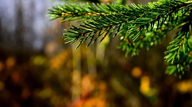 Kada se beru bobice smreke