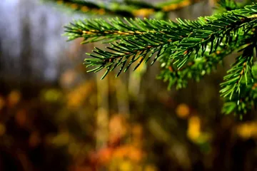 Kada se beru bobice smreke