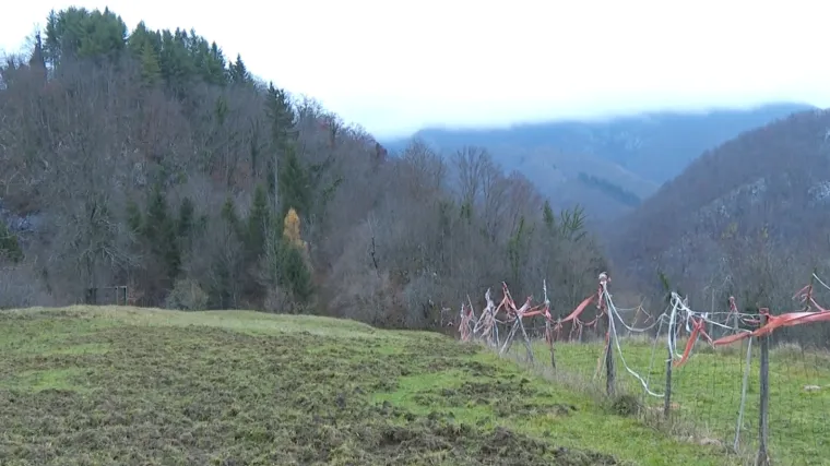 Divlje svinje i jelenska divljač uni&scaron;tava uzgoje seljanima: &lsquo;Dođu preko ograde, koja je pod naponom i sve rastrgaju&rsquo;