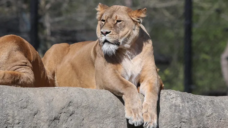 Dva lava iz zagrebačkog Zoolo&scaron;kog vrta zaražena koronavirusom! Imali su kliničke znakove bolesti