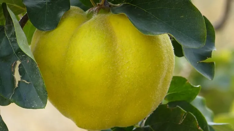 Kako napraviti čaj od lista dunje?