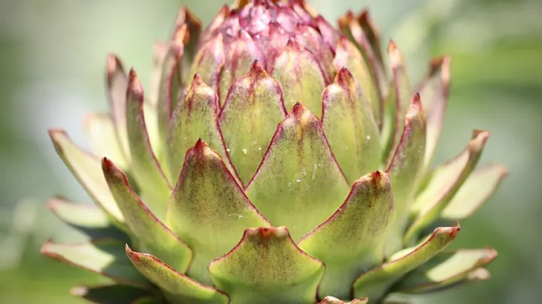 Kako pripremiti čaj od lista artičoke?