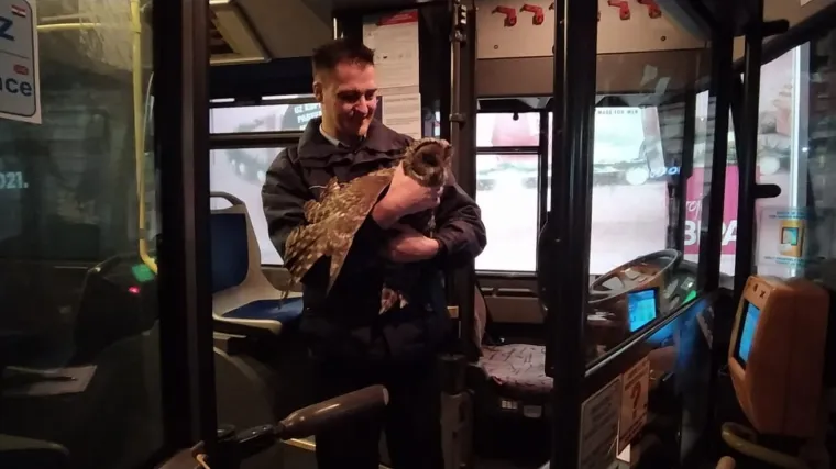 FOTO Vozač ZET-ovog autobusa stao je nasred ceste i pokupio neobičnu putnicu: Busom se jučer vozala jedna sova