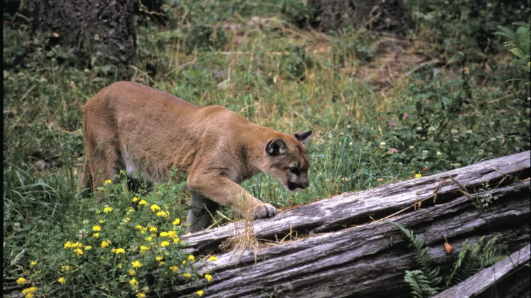 Sjećate li se podravske pume koja je stigla i do Slovenije? Vidjeli su je opet! U Hrvatskoj joj je očito lijepo