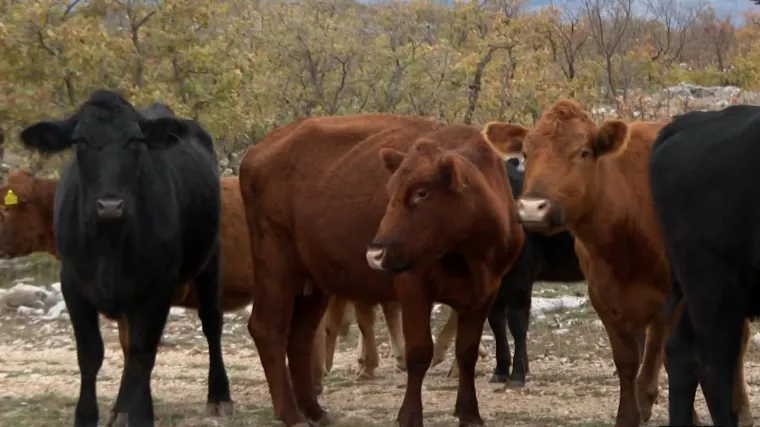 Krave potjerale turiste s bazena, podignuta tužba: &lsquo;U stampedu ih ne mogu zaustavit ni električni pastiri, ali ni ljudi&rsquo;