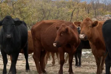 Krave potjerale turiste s bazena, podignuta tužba: ‘U stampedu ih ne mogu zaustavit ni električni pastiri, ali ni ljudi’