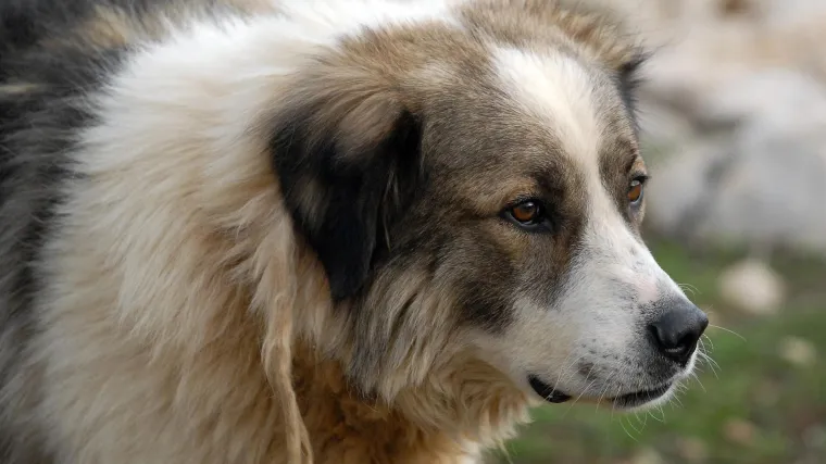 Psi koji lutaju i napadaju Slatinama pla&scaron;e lokalno stanovni&scaron;tvo: 'U strah smo pustiti djecu van!'