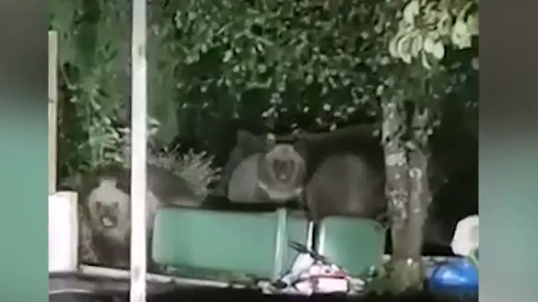 Suživot s medvjedima njima je svakodnevnica: 'Ove godine sam vidio vi&scaron;e od 10 medvjeda i dvije medvjedice s mladuncima'