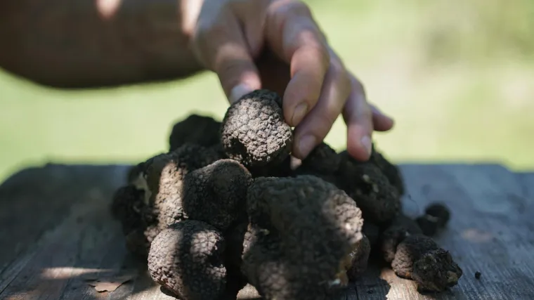 Istrani upozoravaju: Tartufi su u opasnosti zbog klimatskih promjena i krčenja &scaron;uma