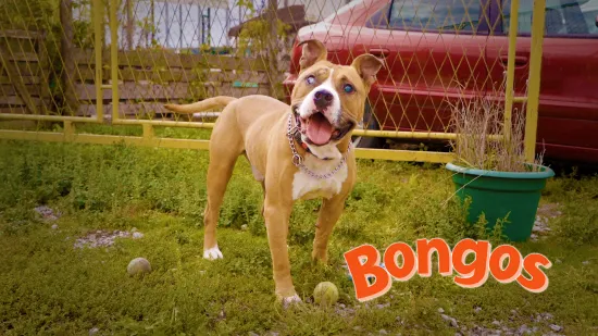 Slijepi pas Tyson ostavljen je u azilu: 'Nije fer prema njima, oni su to što jesu'